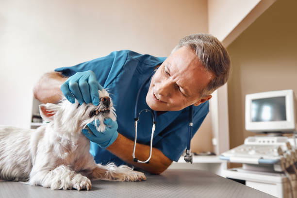 Best Emergency Root Canal Treatment in Brookville, NY